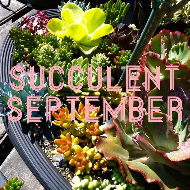 Succulent September