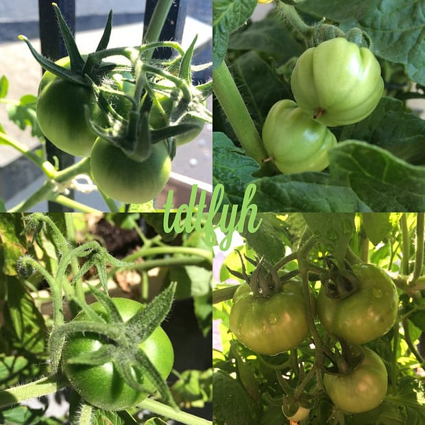 81. Grow tomatoes